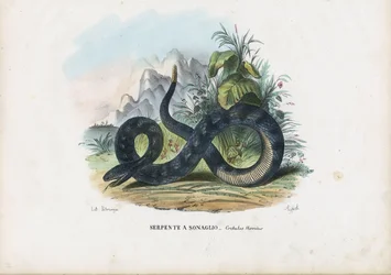 Drewniany grzechotnik, 1863-79